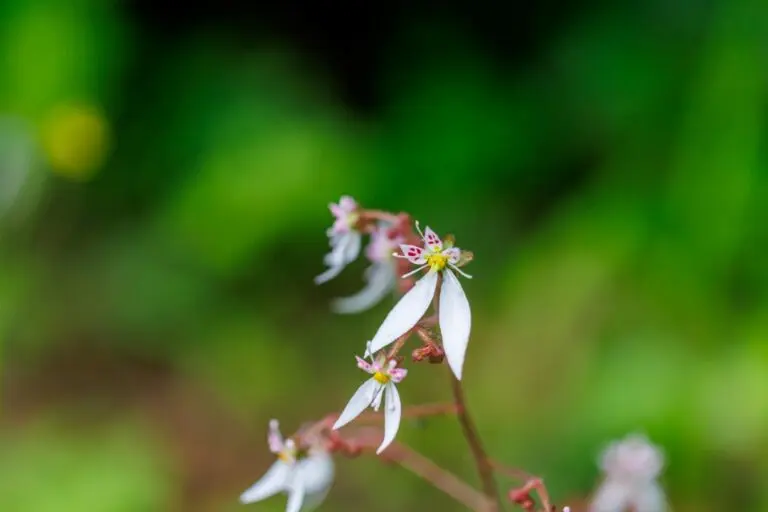 Planta Saxifraga