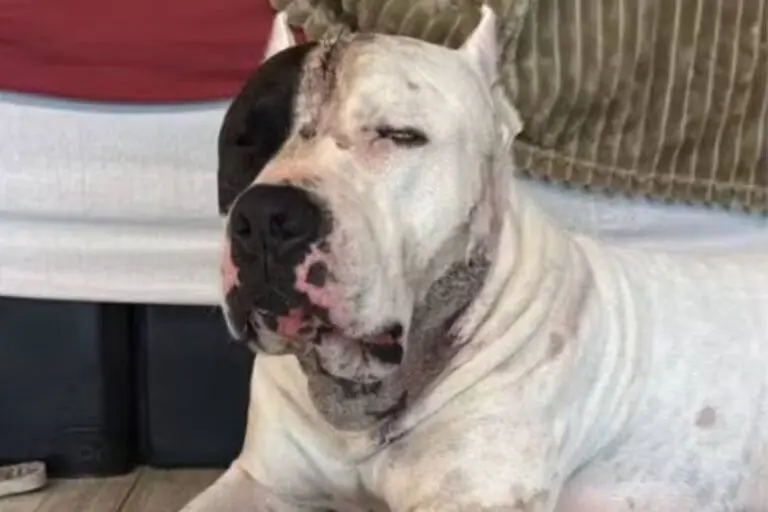 Ragnar, o Pitbull que enfrentou uma onça-parda para defender a família