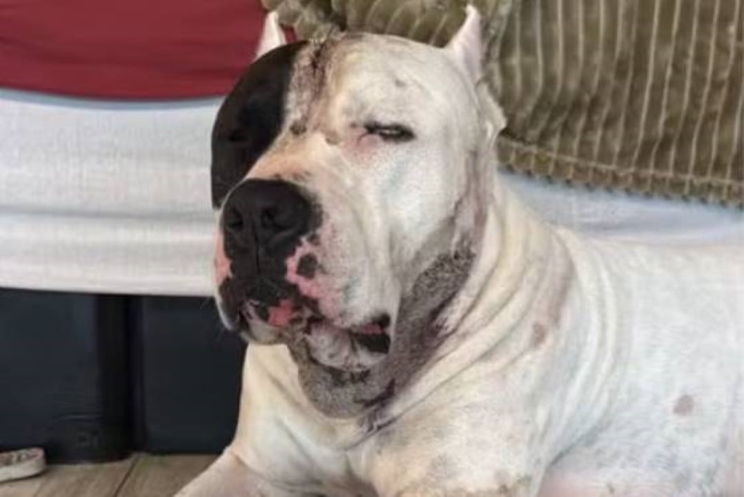 Ragnar, o Pitbull que enfrentou uma onça-parda para defender a família