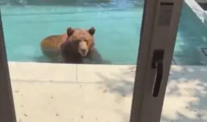Urso invade piscina residencial na Califórnia durante onda de calor