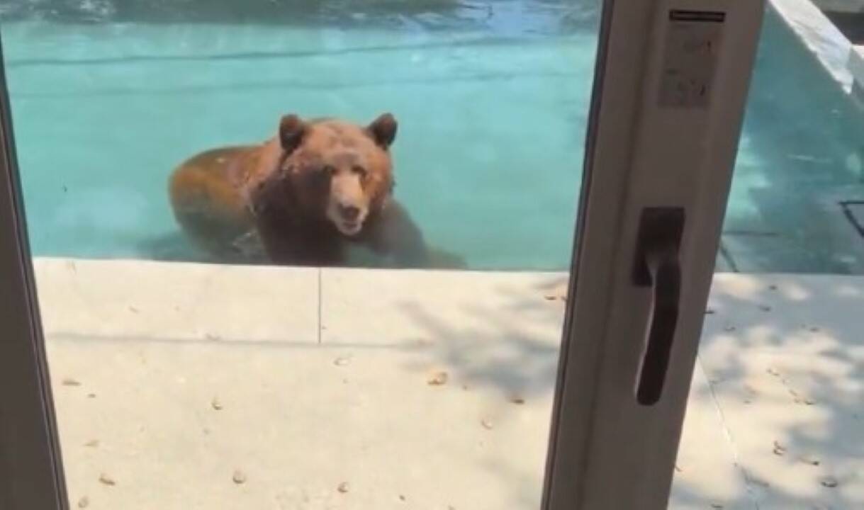 Urso nada na piscina de um morador da Califórnia