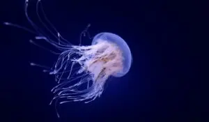 Swarms of jellyfish force nuclear reactor shutdown in France for second year