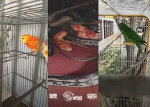 Operação em Taubaté revela cativeiro ilegal com 18 animais, incluindo espécies exóticas e silvestres