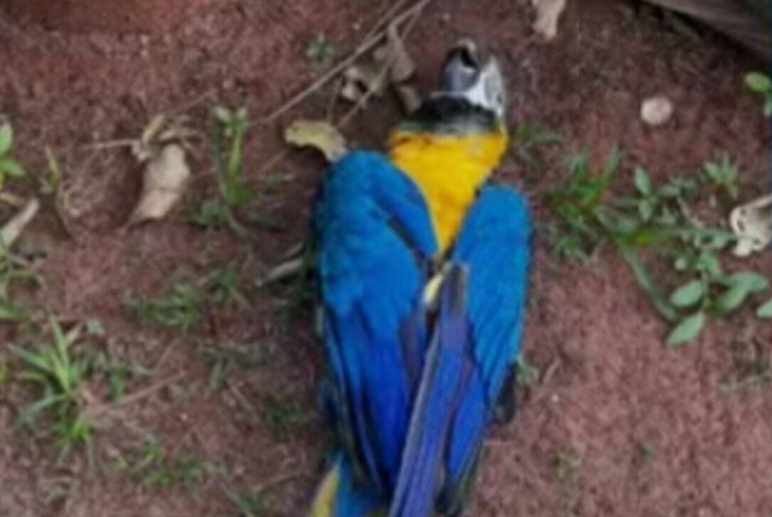 Arara - Arquivo Elisângela Lima