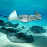 arraias - Yann-HUBERT/Istock.com