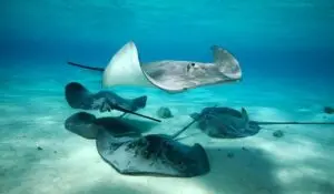 Warmer water drives record stingray attacks on California beaches