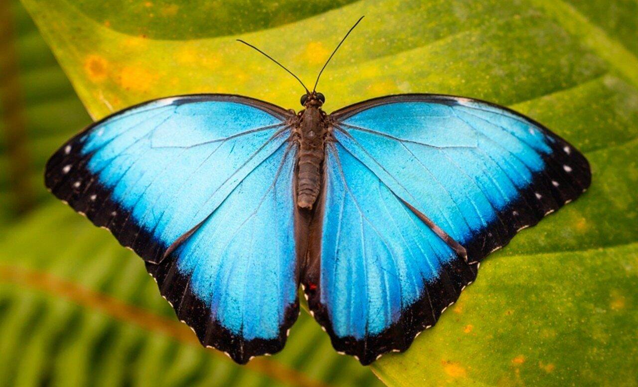 Borboleta azul - SL-Photography/Shutterstock.com