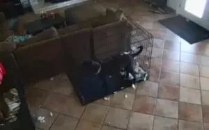 Vídeo viral exibe cachorro aterrorizado sendo arrastado por força misteriosa em casa