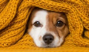 Cachorro coberto com uma manta, conceito de frio - Eva Blanco/ Istockphoto.com