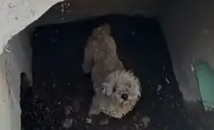 Cachorro que sumiu há um mês é resgatado de bueiro por agentes em San Diego