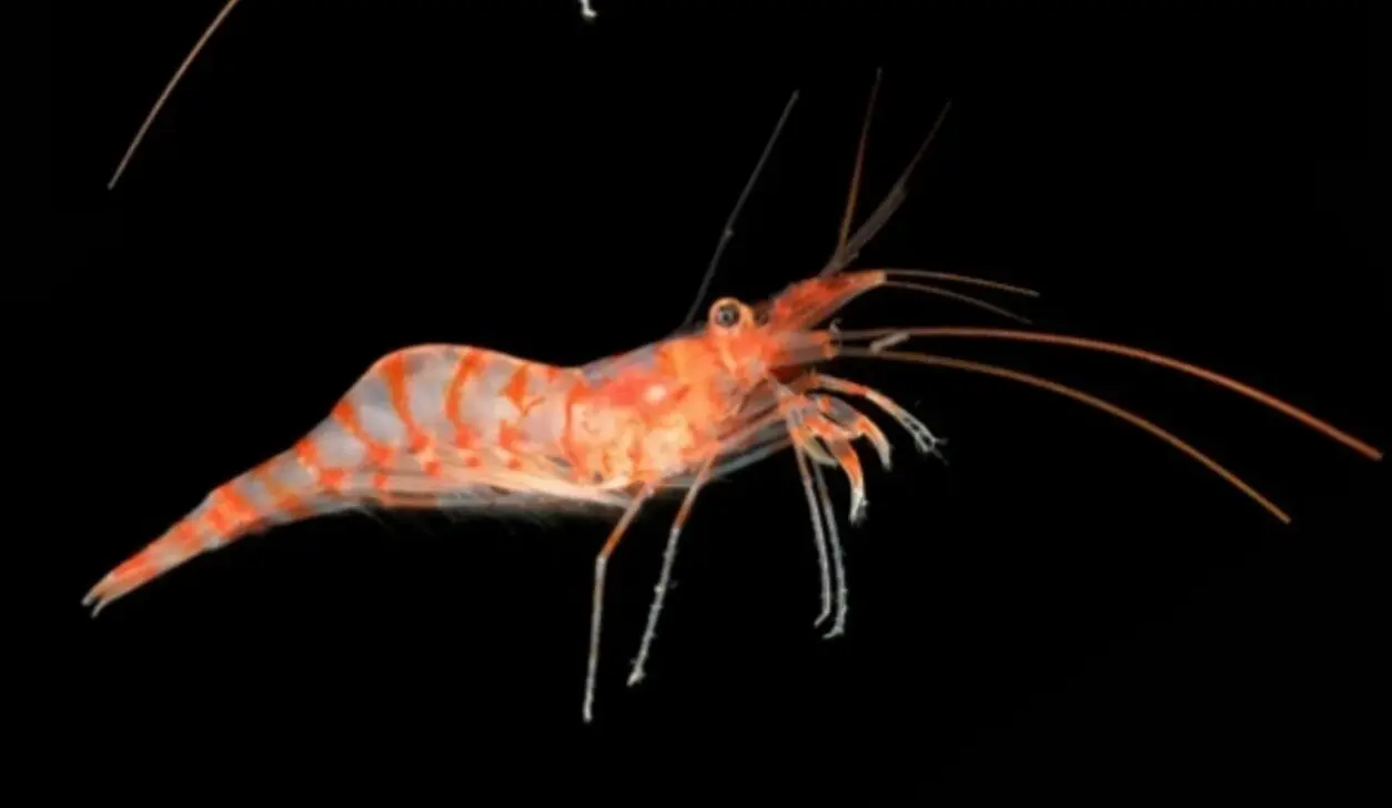 Camarão-do-mediterrâneo- The Nippon Foundation-Nekton Ocean Census/Hossein Ashrafi