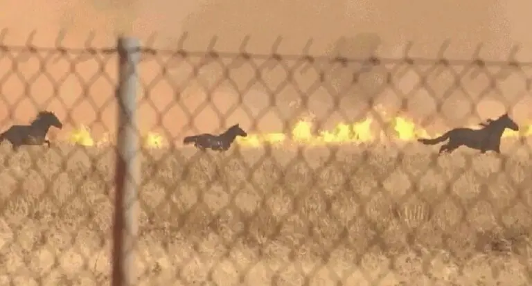 Cavalos fogem das chamas em incêndio florestal na Grécia em 3 de agosto de 2026. — Foto: Skai TV