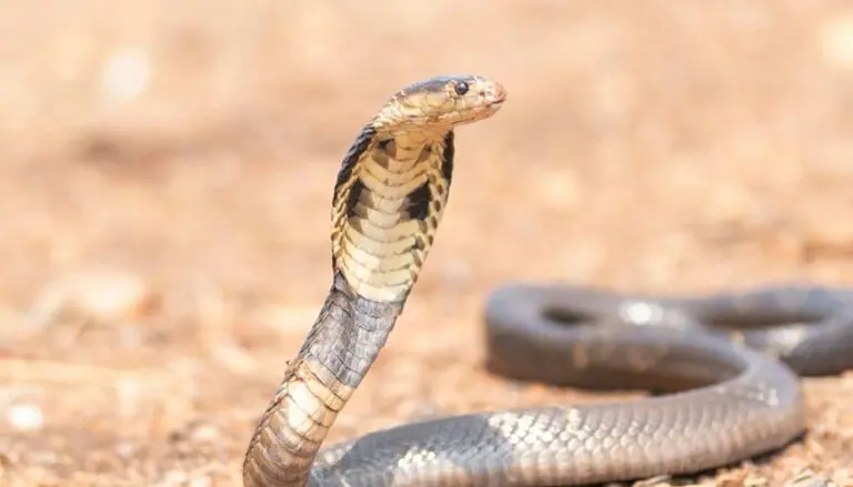 Cobra - Tavarius/ shutterstock.com
