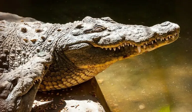 Crocodilo - Oleg Kovtun Hydrobio/ shutterstock.com