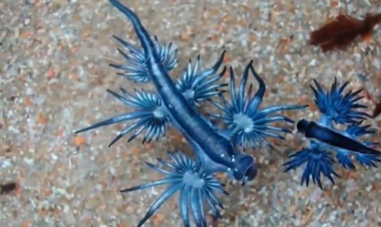 Dragão azul Glaucus atlanticus - Reprodução/YouTube