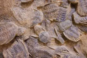 Fossil from Argentina rewrites origin of viviparity in mammal ancestors over millions of years