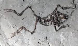 Discovery reveals 280-million-year-old amphibian with plant-based diet in Brazil