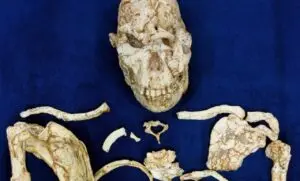 Descoberta do fóssil Little Foot aprofunda conhecimento sobre ancestral humano de 3,67 milhões de anos