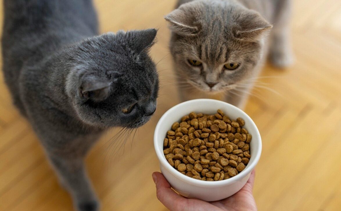 Gatos - bymuratdeniz/Istock.com