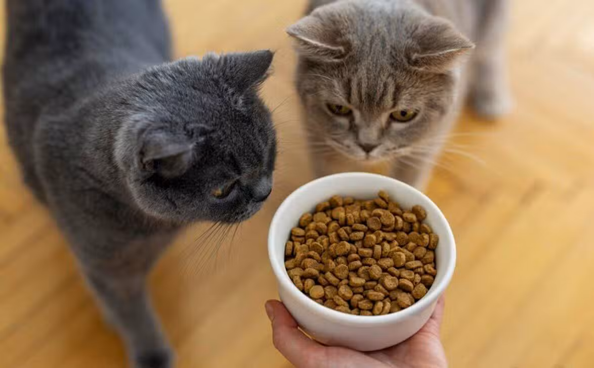 Gatos - bymuratdeniz/Istock.com