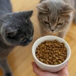 Gatos - bymuratdeniz/Istock.com
