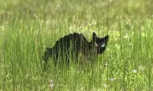 Efígies de felinos são usadas para afastar corujas protegidas na Flórida