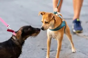 Câmara aprova registro obrigatório de animais atendidos com verbas federais no SinPatinhas para maior controle