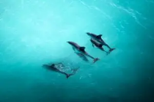 Innovative behavior: dolphins in Australia use shells to hunt fish
