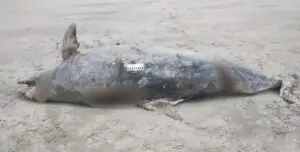 Body of dolphin weighing 210 kilos is found on Mongaguá beach, in São Paulo