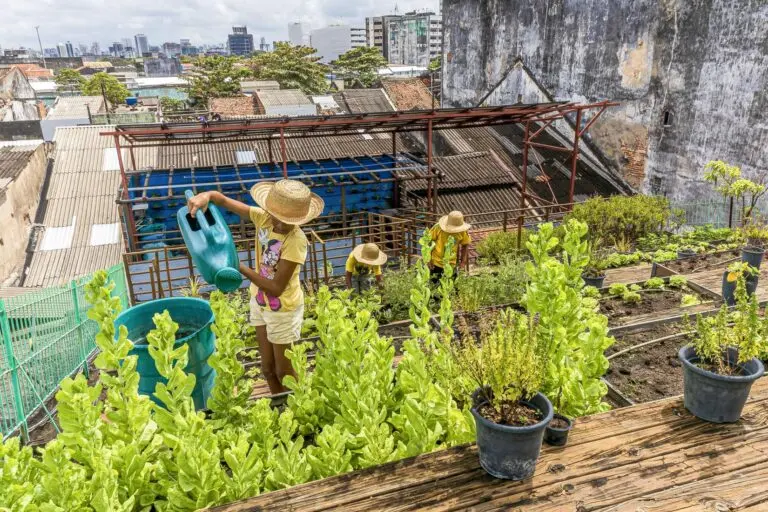 Curso gratuito da Embrapa ensina o passo-a-passo para fazer uma horta comunitária