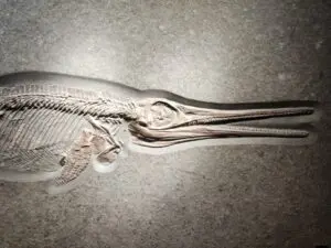 Discovery of new species of ichthyosaur in Germany expands understanding of the Jurassic