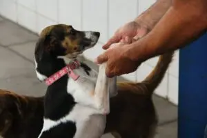 Câmara dos deputados avança em proposta que garante livre circulação de animais em condomínios