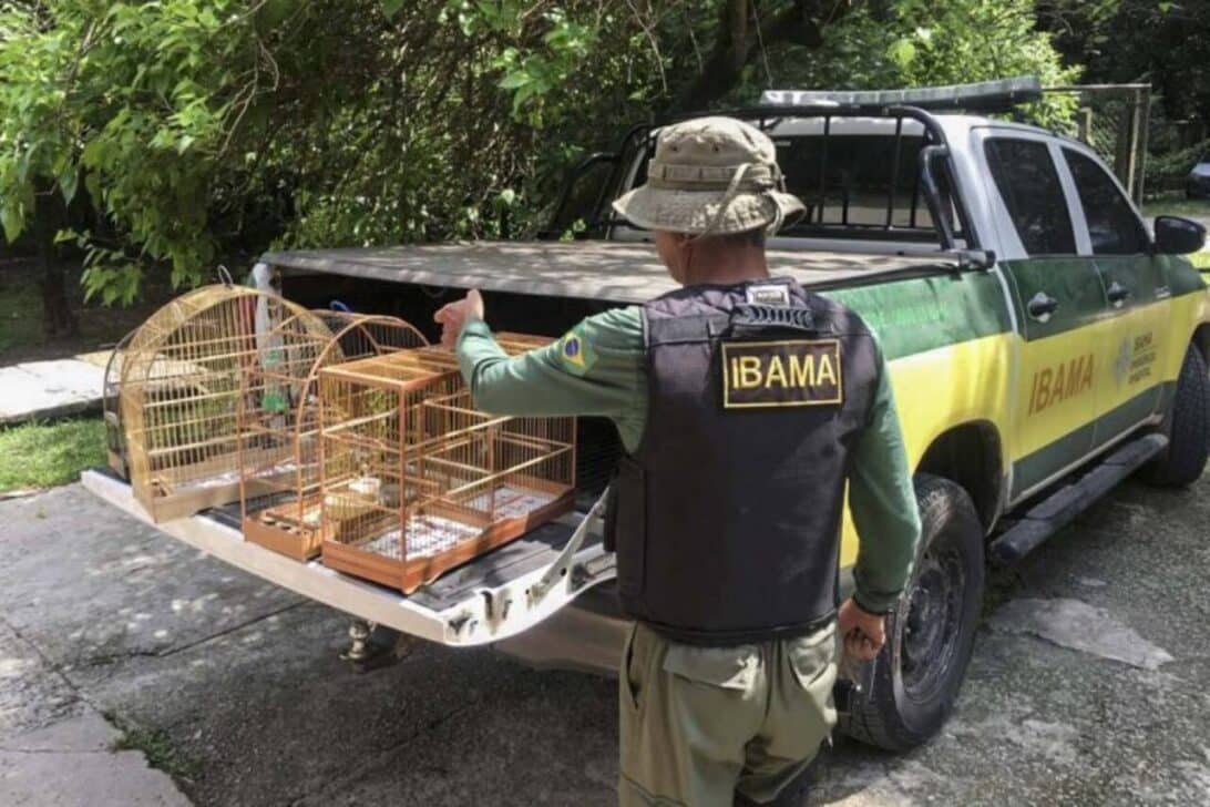 Aves resgatadas de traficantes de animais - Foto: Divulgação/Ibama