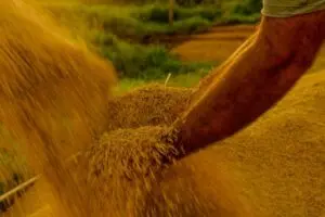 Governo propõe crédito extraordinário de R$ 925 milhões para reforçar estoques de alimentos e mitigar impactos do El Niño em 2026