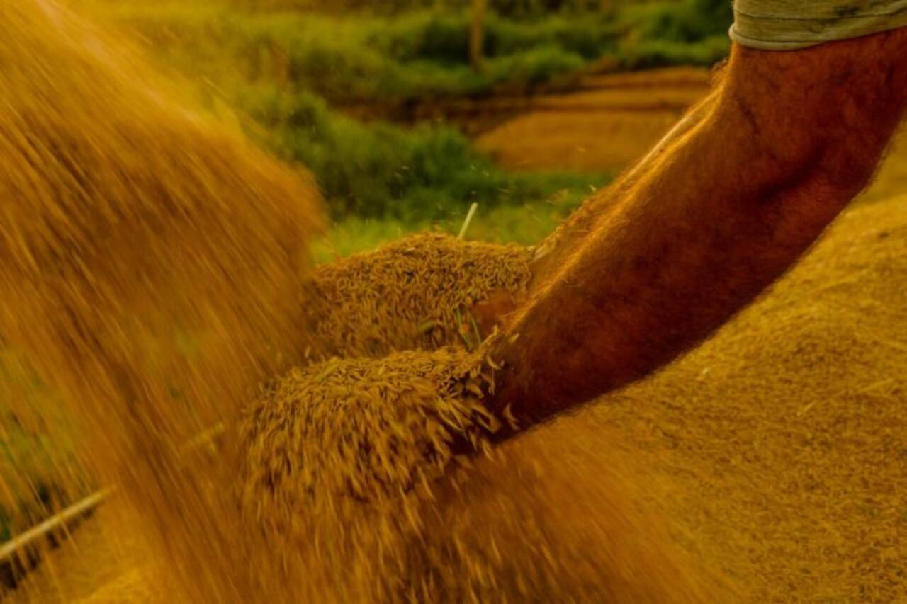 Uma das medidas previstas pelo governo é adquirir estoques de arroz - Foto: Tiago Giannichini/FotosPúblicas