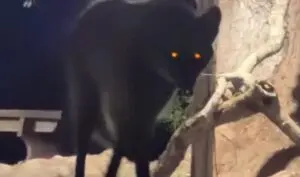 Lobisomem? Loba-guará é flagrada à noite no Pantanal e semelhança com lobisomem surpreende