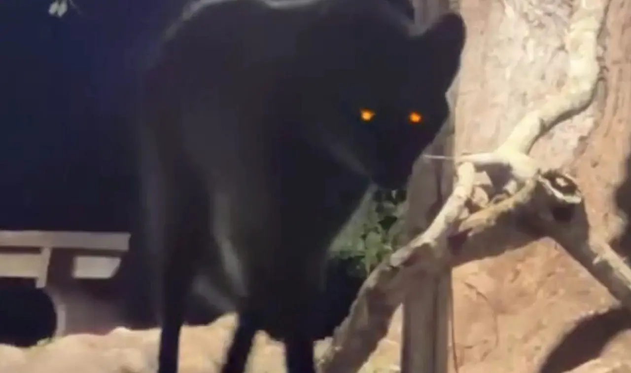 Lobo-Guara - X