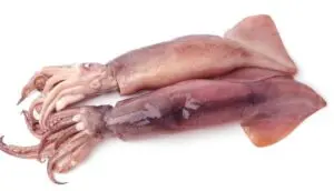 Gli scienziati rivelano una nuova famiglia di calamari oceanici dopo 70 anni in archivio