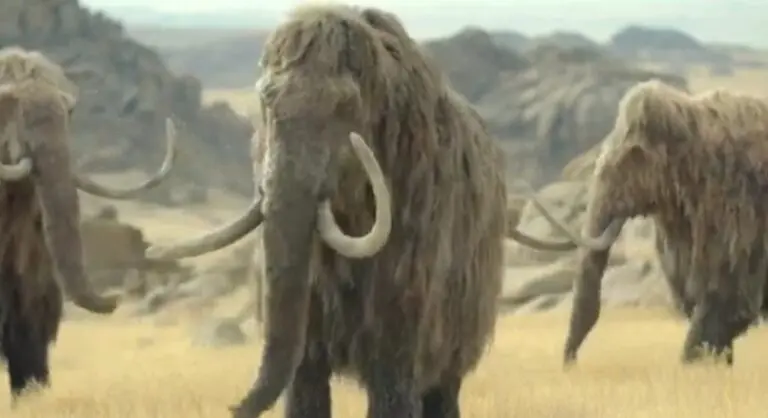 mamutes