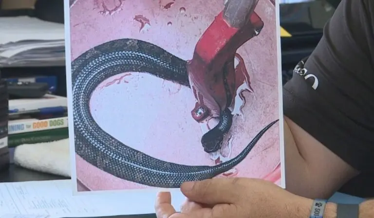 Maumelle High School football player had an unexpected encounter during practice Thursday after discovering a venomous snake hiding inside his helmet. (PHOTO: KATV)