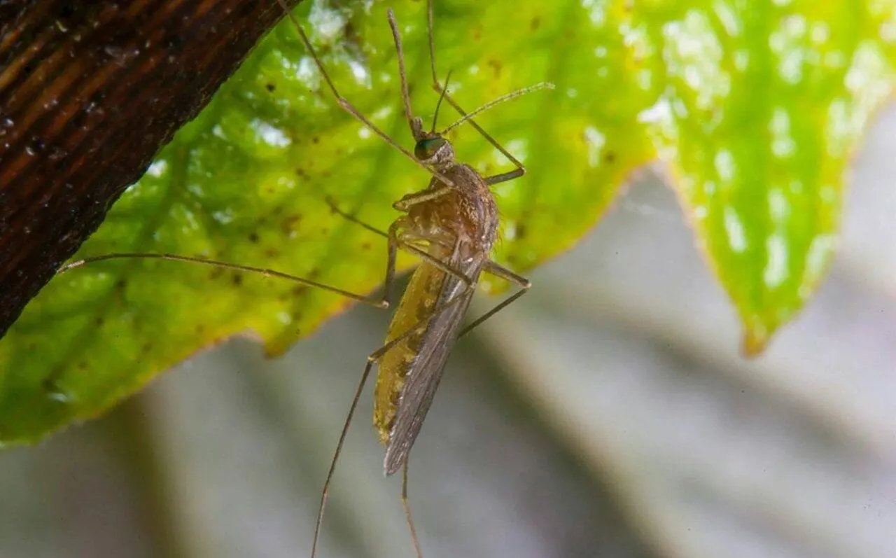 Mosquito - Igor Krasilov/istockphoto