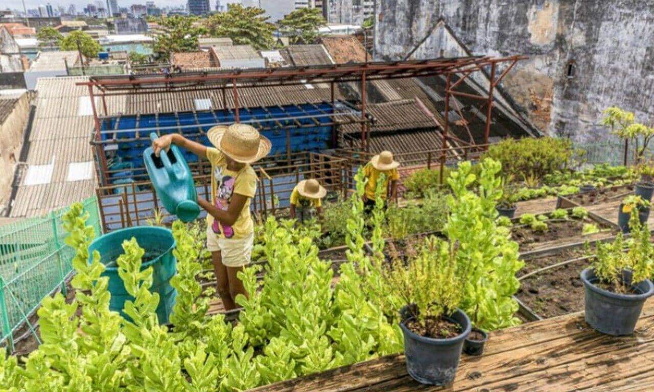 O jardim no telhado que alimenta a comunidade, foto feita no Recife que ganhou prêmio da ONU em 2024 - Divulgação GO.V.BR/Hans von Manteuffel /ONU