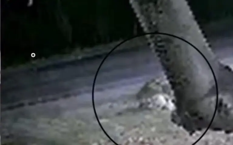 Onça-pintada invade quintal e arrasta cachorro para mata em MS - Foto: Reprodução