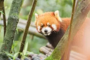 After 12 years, Hertfordshire Zoo celebrates arrival of endangered red panda twins