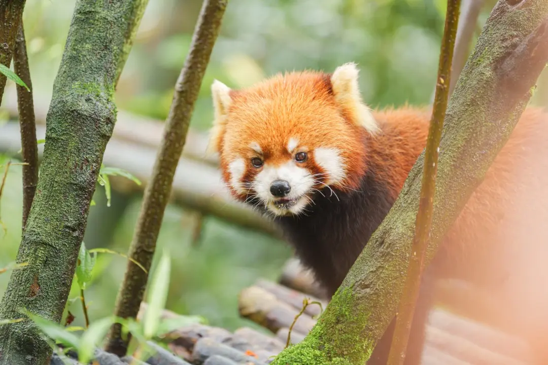 Panda Vermelho