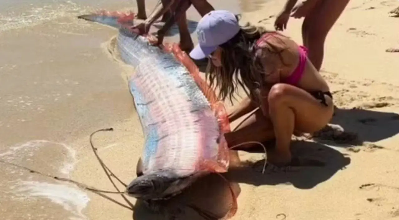 Peixe-remo aparece no México - Reprodução/Instagram/monicaandco