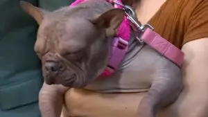 Petunia wins title of Ugliest Dog in the World in traditional competition in California