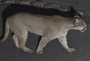 Pitbull defende família de onça-parda em casa de condomínio na Serra da Cantareira e sofre ferimentos