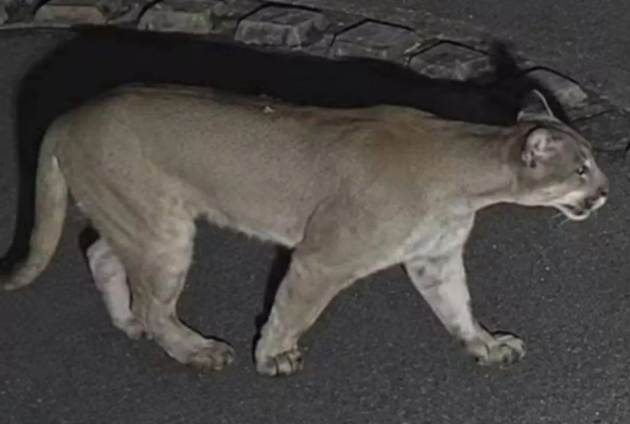 pitbull enfrenta onça-parda - arquivo pessoal