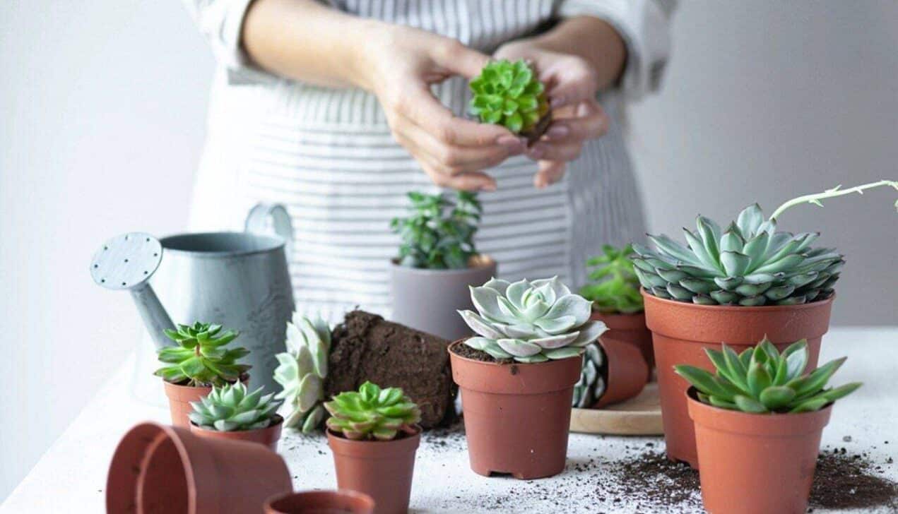 Plantação de suculentas, plantas da casa, suculentas - Artsyslik/ Istockphoto.com
